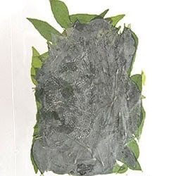 カレーリーフ( Daun Kari ) Curry Leaves 20g
