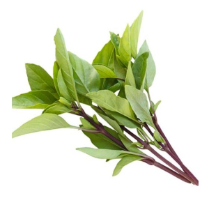 HÚNG QUẾ/タイバジル 30g