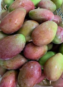xoài bao tử Okinawa mango
