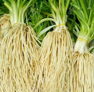 Chive Roots