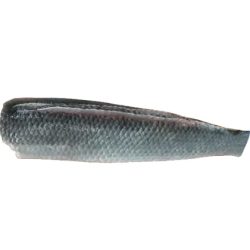 Ikan Gabus/ライギョ/ Ca Loc Nguyen Con