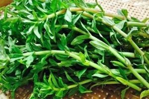 Rau ngổ, ngò om
