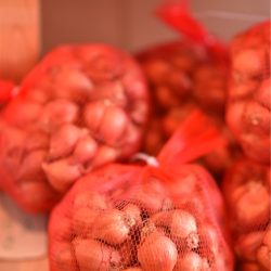 Bawang merah / hanh tim /エシャロット