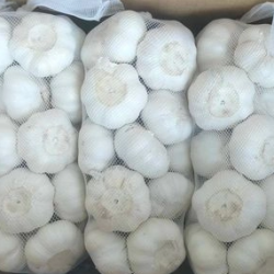 Tỏi củ 1kg/ Garlic